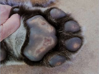 Plasma cell pododermatitis can affect felines other than the domestic cat! This image is from a captive tiger 